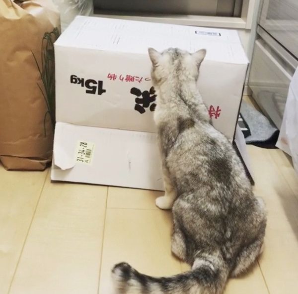 箱の中身が気になる猫