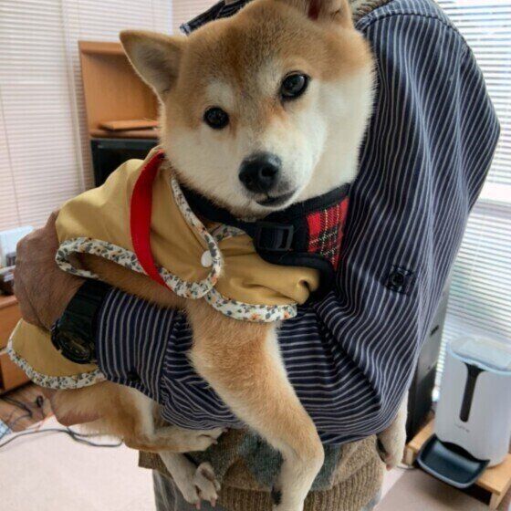 1人1人が守りたい!動物病院でのマナーを獣医師に聞いてみた いぬのきもち