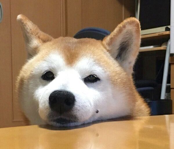 アゴ乗せするロペさん