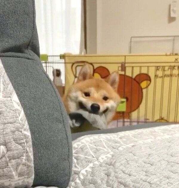 靴下を盗んだうにくん