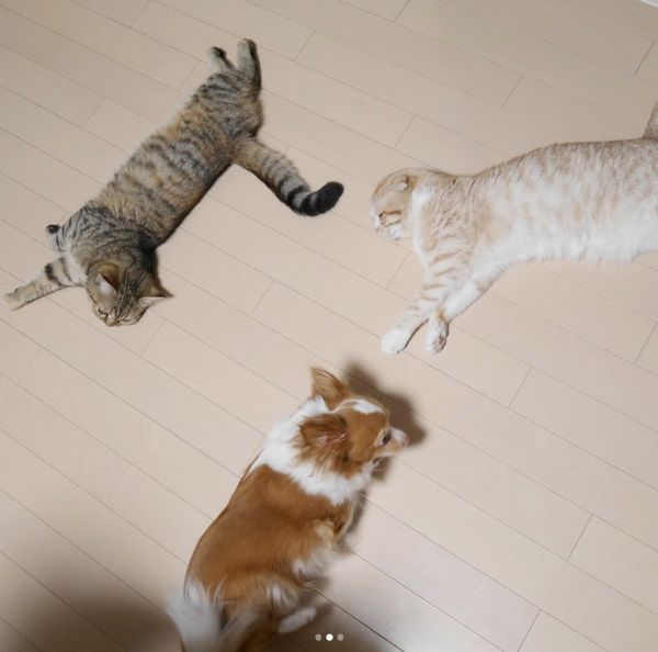 ゴロンする猫