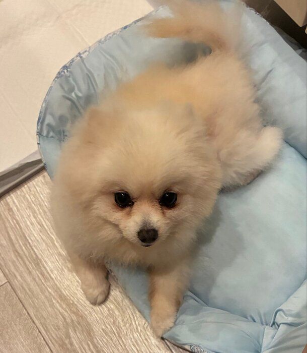 ゴハン待ちをするコメちゃん