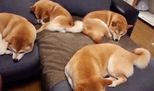 まったりする柴犬一家
