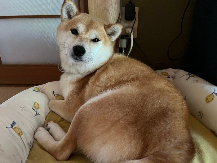 起きたばかりの柴犬