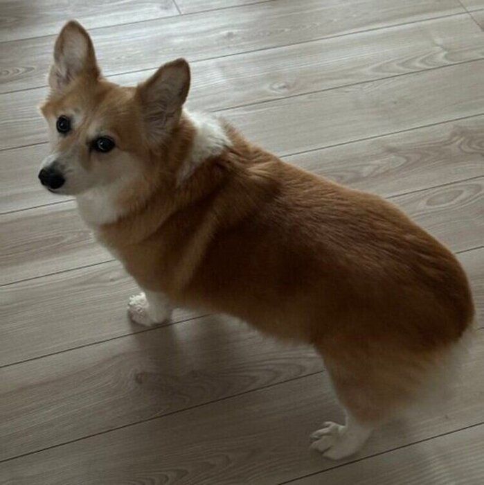 飼い主さんを見あげるグリコちゃん