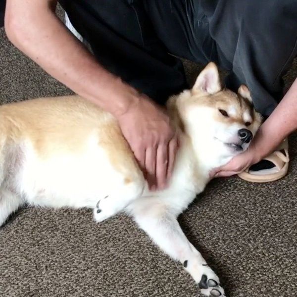 横になる柴犬