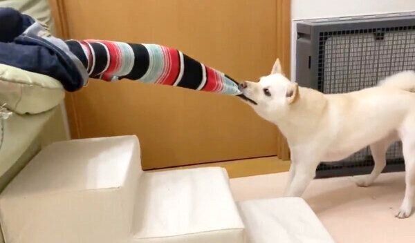 靴下を引っ張るまめたちゃん