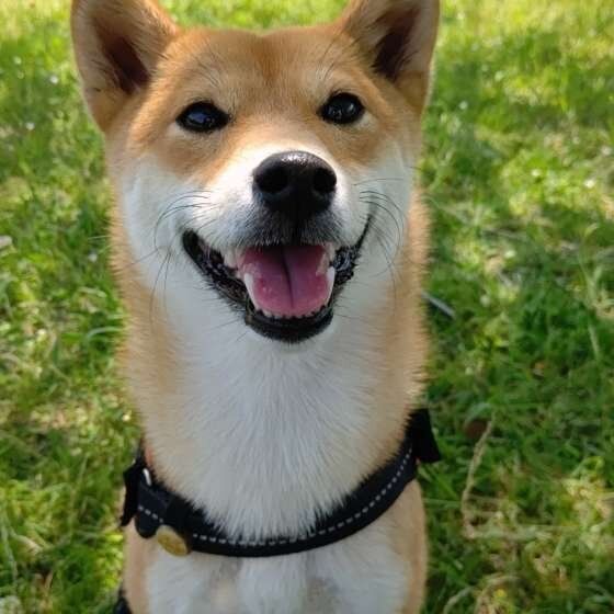 笑顔の柴犬