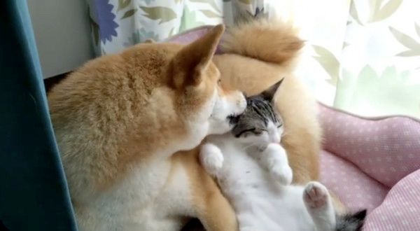 子猫のお世話をする柴犬