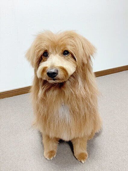 連載「こぐま犬てんすけ」