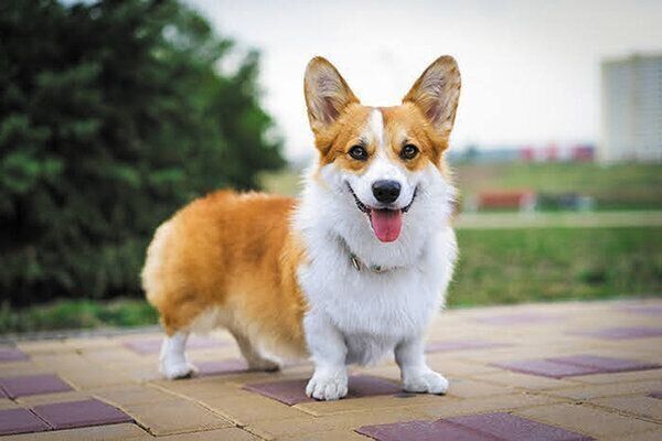 見つめる犬