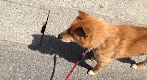 散歩する犬