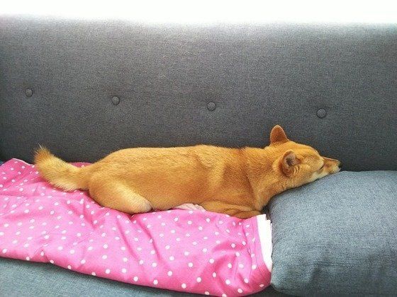 柴犬③