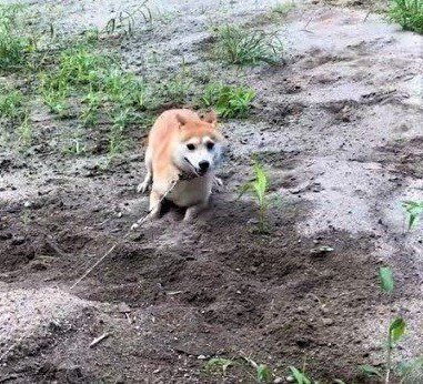 走り回る柴犬