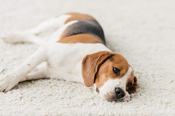 寝そべる犬
