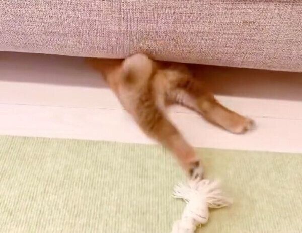 ソファの下にもぐるぽたちゃん