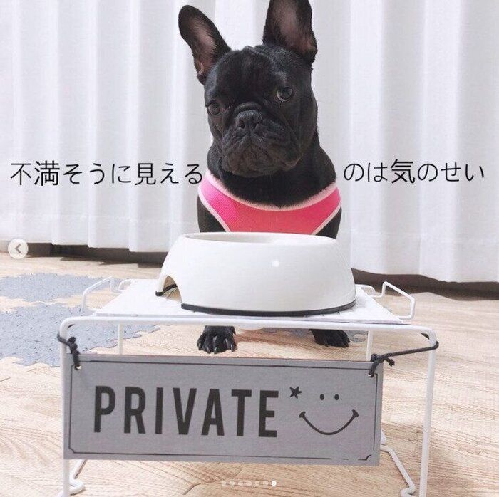 食器台とフレンチ・ブルドッグのふみちゃん