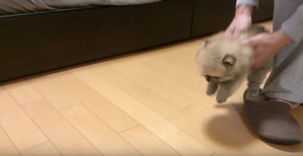 抱っこされるポメラニアン