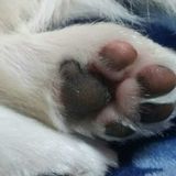 獣医師監修 犬の肉球 構造 役割 病気 ケガ ケアなどについて解説 いぬのきもちweb Magazine 獣医師監修 犬の肉球 構造 役割 病気 ケガ ケアなどについて解説 いぬのきもちweb Magazine