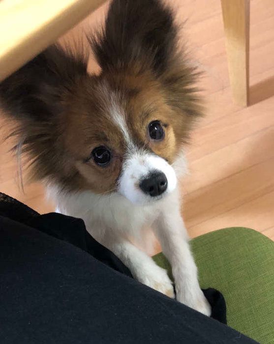 見つめる犬