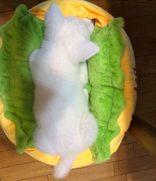 子犬時代の海くん