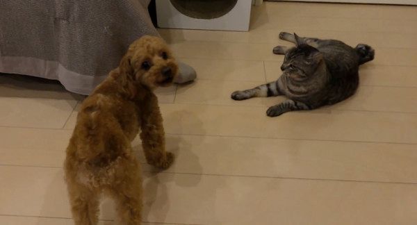 トイプードルと猫