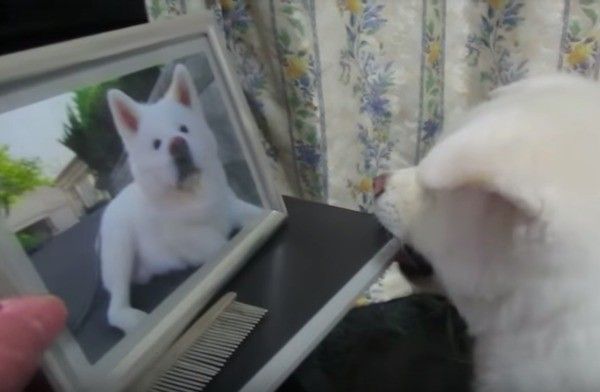 秋田犬