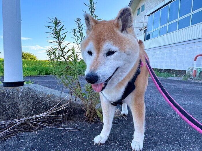 連載に関する記事一覧｜いぬのきもちWEB MAGAZINE