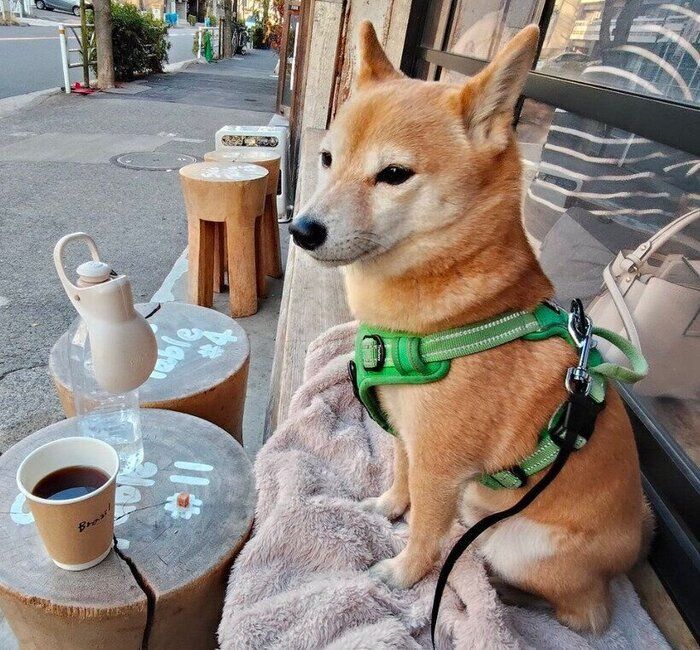 カフェに来たけんたくん