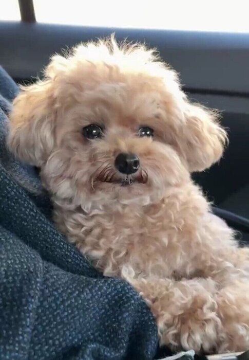 帰宅する車内で満足そうな表情を浮かべるモカちゃん