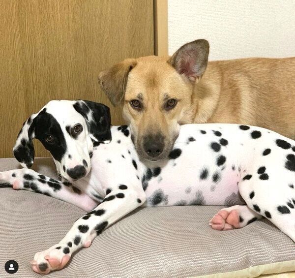 寄り添い合うタルちゃんとカイトくん