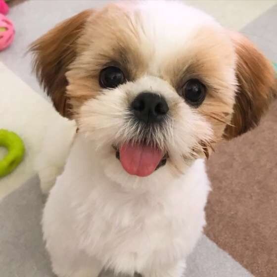 シー・ズー