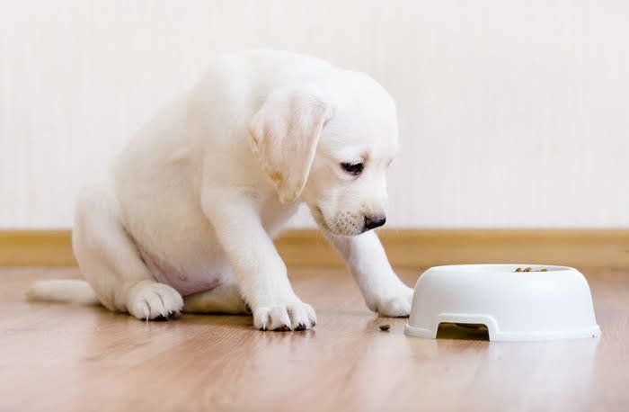 無念そうな顔の子犬