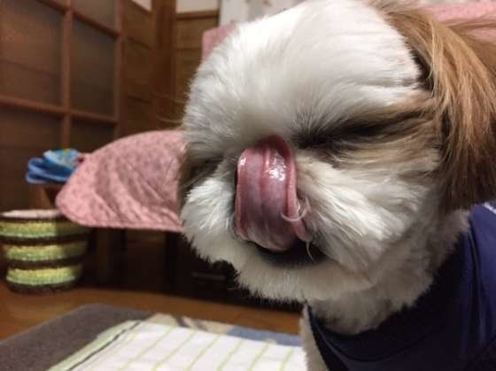 フクロウみたいなびっくりなペロリ。のどが乾きました!