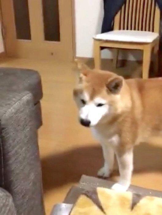 不満げな表情で飼い主さんを見つめるロペさん