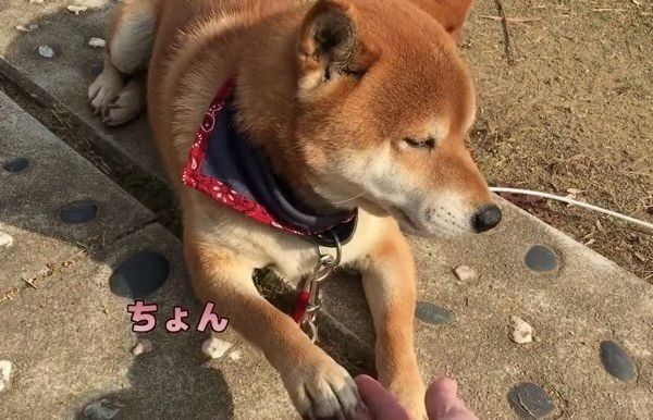 お手をめんどくさがる柴犬