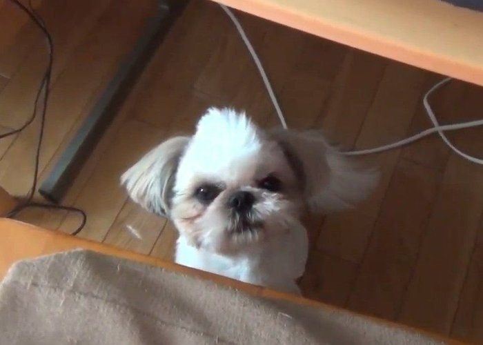 机の下の犬