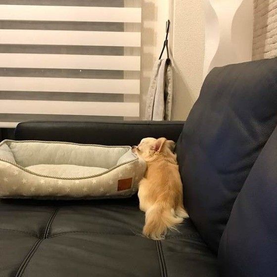 変なところで寝る犬