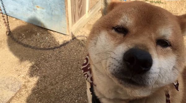 めんどくさそうになでなでを要求する柴犬②