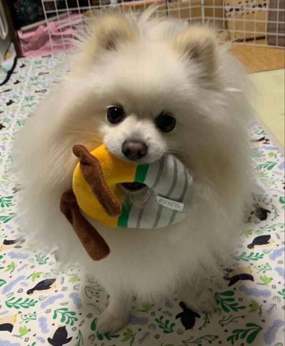 2才の犬