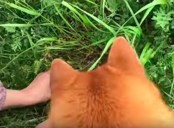 柴犬