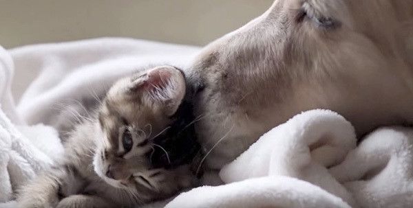 子猫とゴールデン・レトリーバー