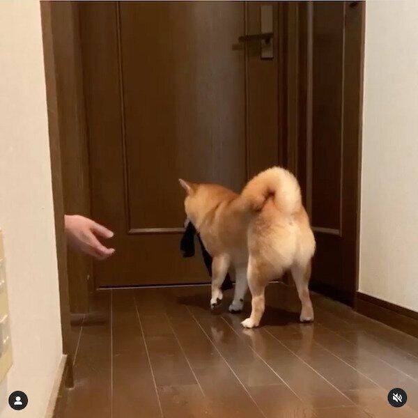 パパさんの使用済みの靴下をくわえるうにくん