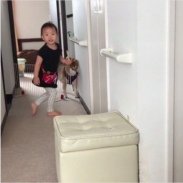 脱走ワンコ