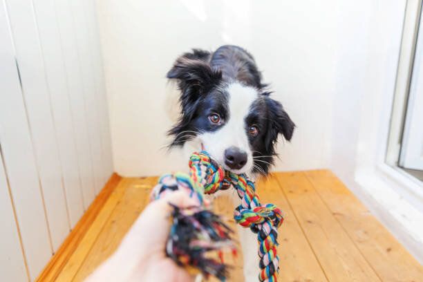 口の中でカラフルなロープのおもちゃを保持かわいい子犬のボーダーコリーの面白い肖像画。飼い主と遊んで自宅で家族の小さな犬の新しい素敵なメンバー。ペットケアと動物のコンセプト