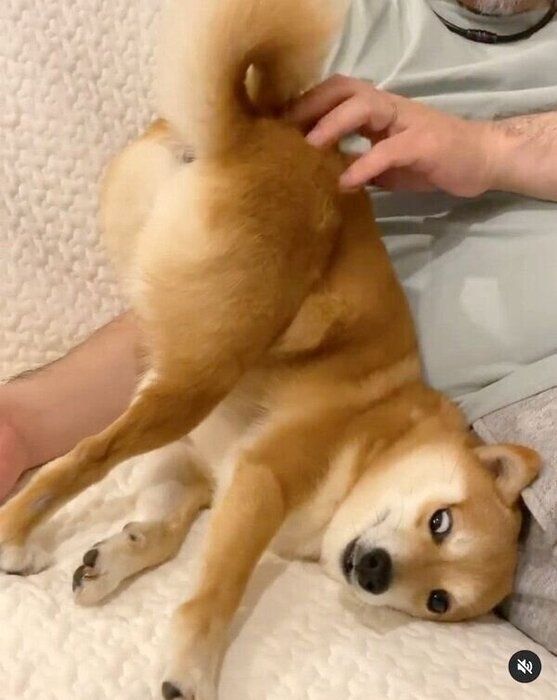 独特な体勢でなでられるにこちゃん