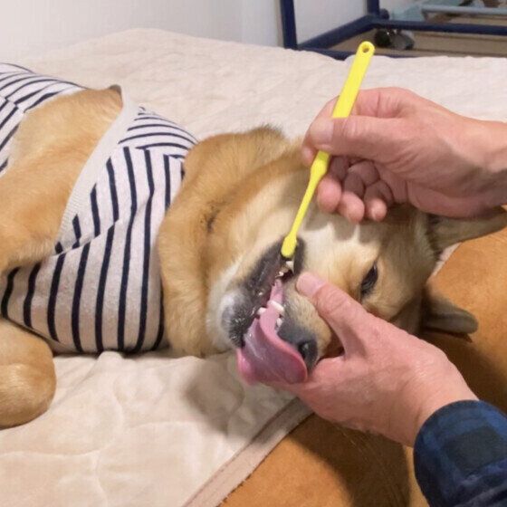 歯磨き中のワンちゃん