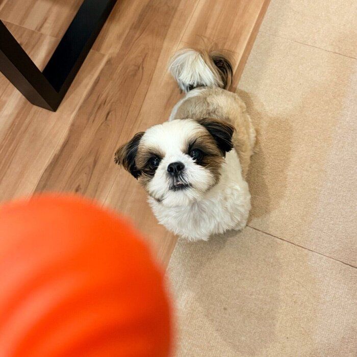 ふだんの様子 ボールを見つめるコロくん