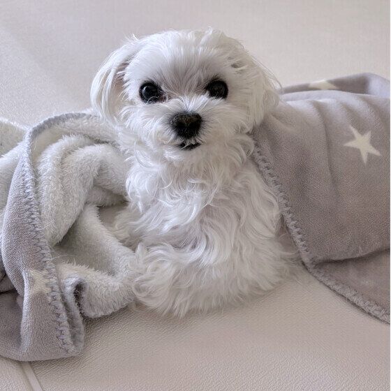 ブランケットに包まれているワンちゃん