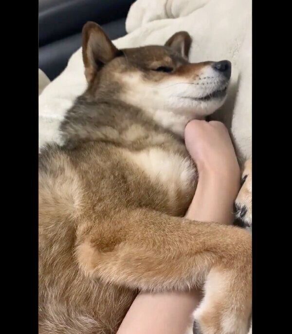 リラックス中の花ちゃん